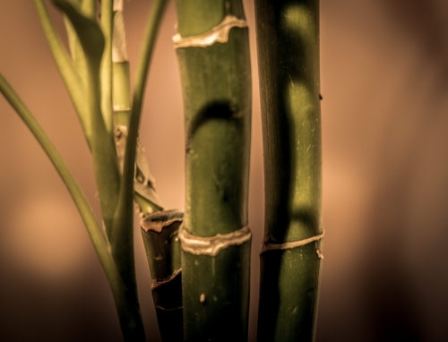 VIERGE:  BAMBOU: Un porte-bonheur qui les apaise tout en leur portant chance. Lucky bambou est l’objet qu’il leur faut.