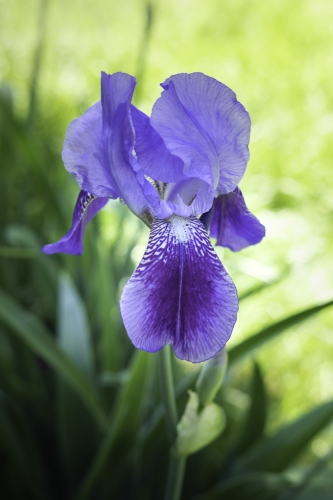 Iris versicolore, emblème du Québec, plan sauvage des Iles-de-la-Madeleine